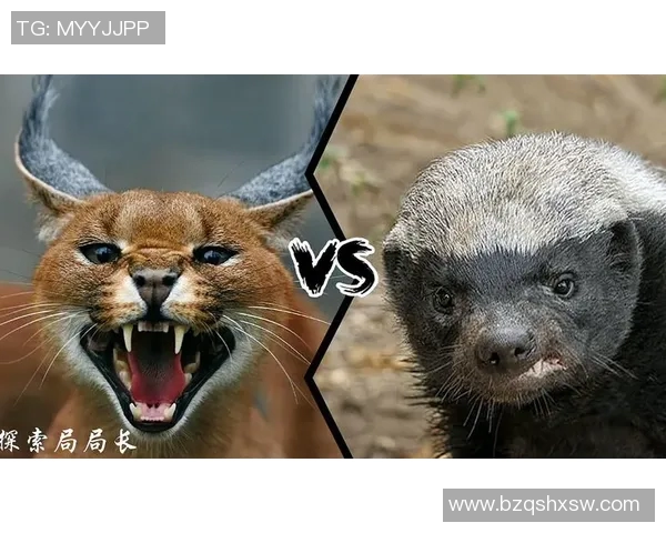 厄瓜多尔与墨西哥激战正酣谁将赢得这场精彩对决